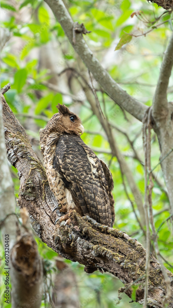 The spot-bellied eagle-owl (Ketupa nipalensis) The spot-bellied eagle-owl (Ketupa nipalensis)