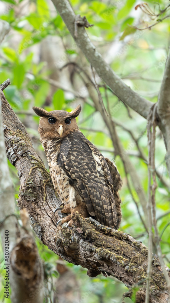 The spot-bellied eagle-owl (Ketupa nipalensis) The spot-bellied eagle-owl (Ketupa nipalensis)