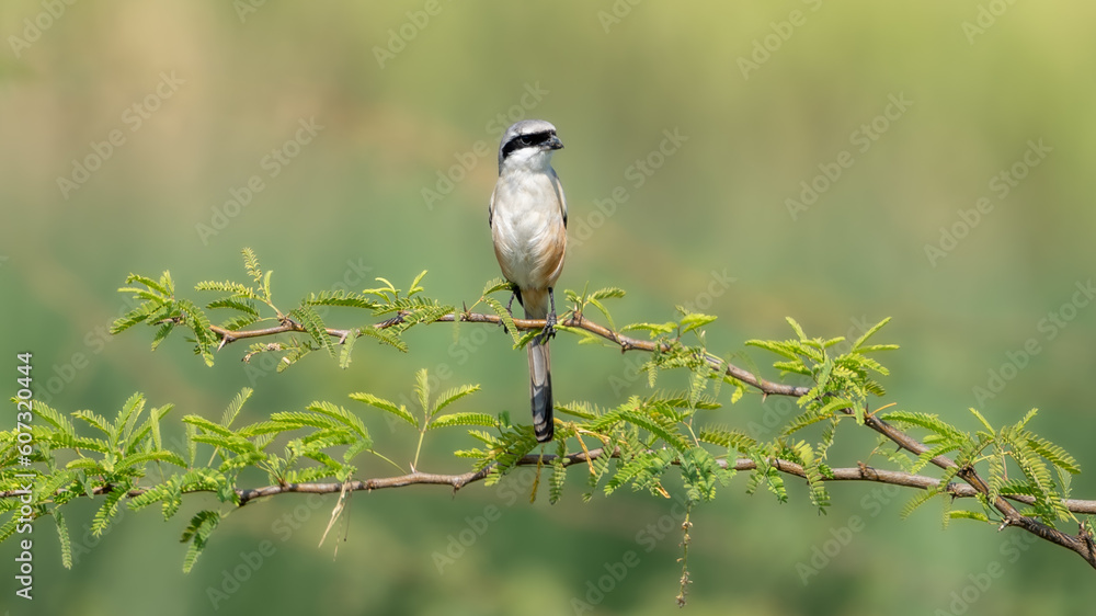 Obraz premium The long-tailed shrike or rufous-backed shrike (Lanius schach) 