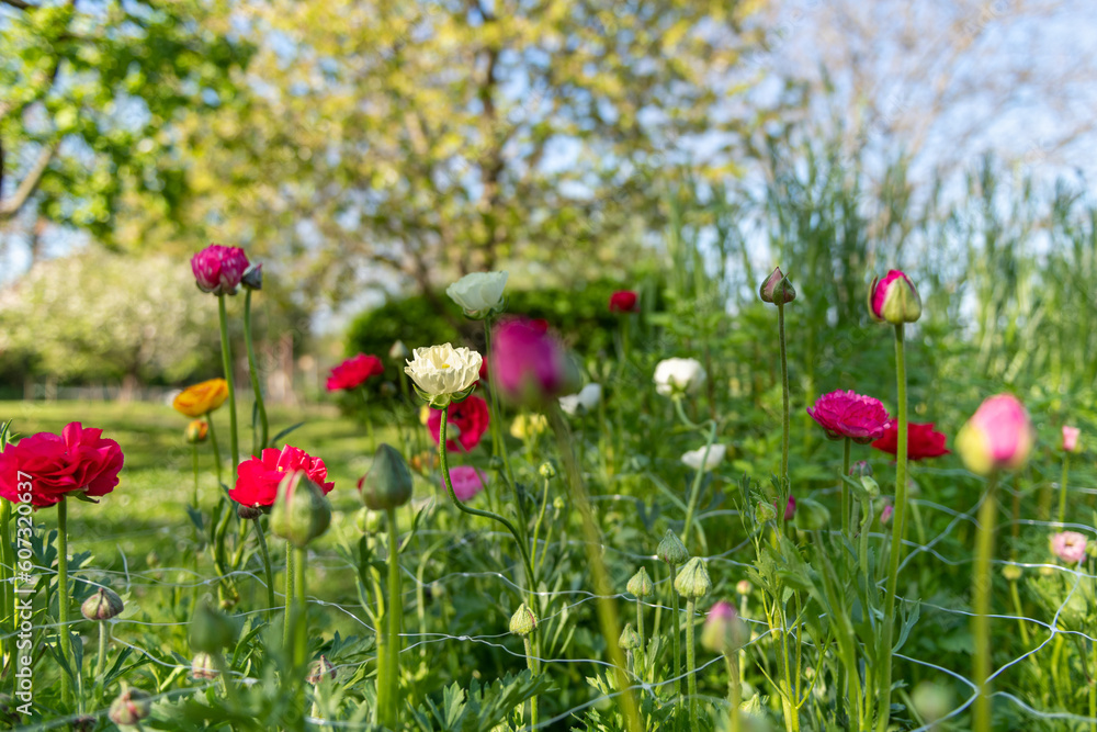 Garden bed full of beautiful single Persian buttercups, Ranunculus asiaticus. Spring flowers. Ranunculus flower field. Cut flowers cutting garden. Garden bed full of beautiful single Persian buttercups, Ranunculus asiaticus. Spring flowers. Ranunculus flower field. Cut flowers cutting garden.
