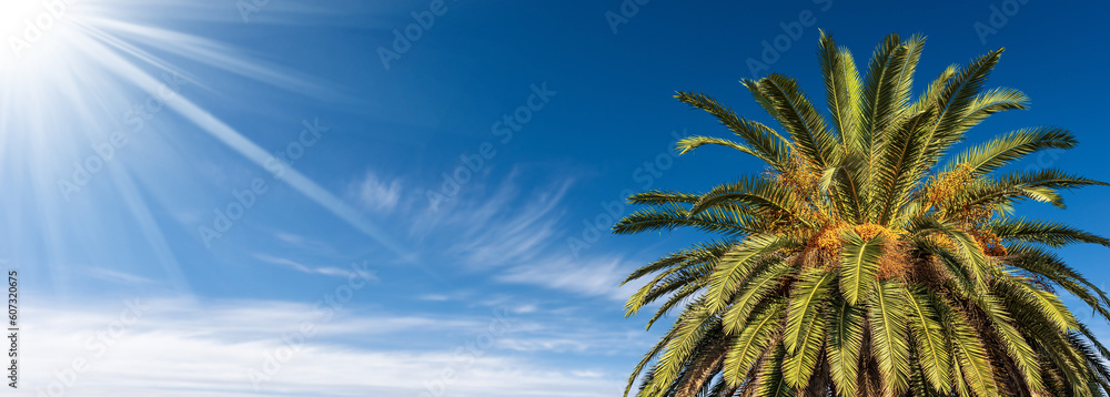 Close-up of a date palm tree with orange fruits and green leaves against a  clear blue sky with clouds and sunbeams. Cinque Terre, La Spezia, Liguria,  Italy, southern Europe. Stock Photo