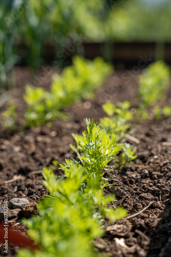 Macro shot of young carrott plants growing in a raised bed in the garden in soring. 