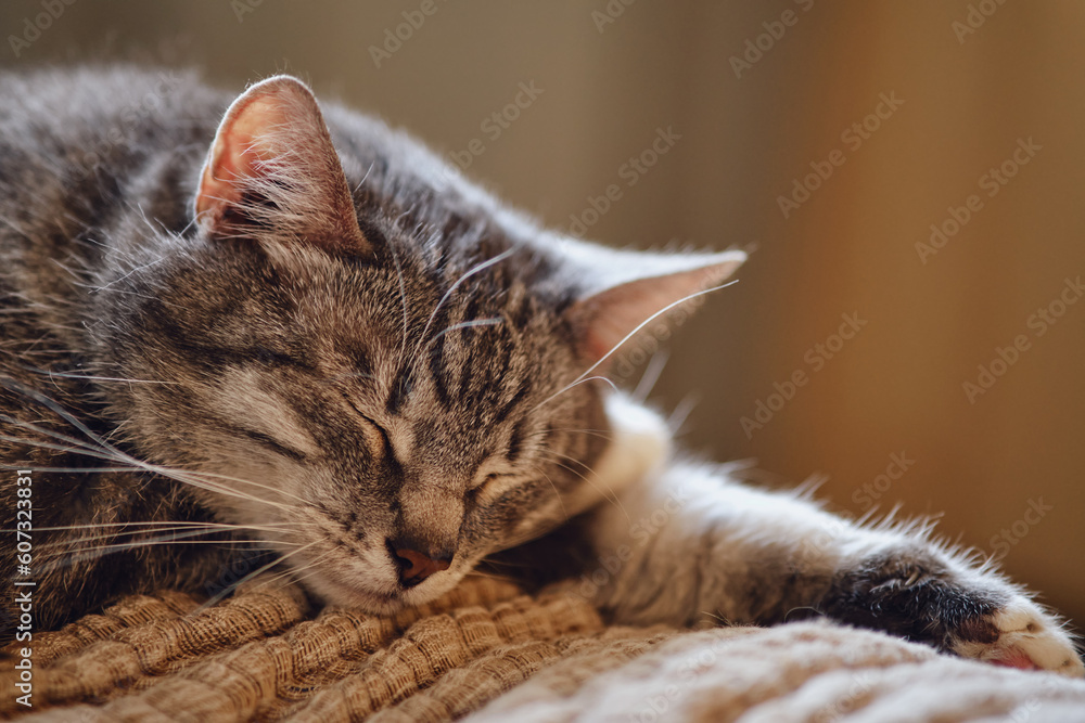 Portrait of a gray cat with closed eyes sleeping in the rays of the sun