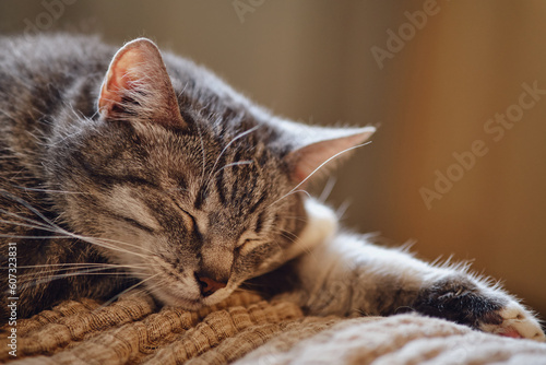 Portrait of a gray cat with closed eyes sleeping in the rays of the sun