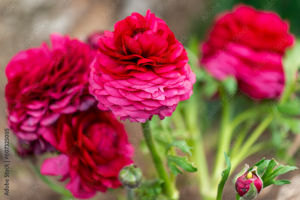 Fleurs du jardin