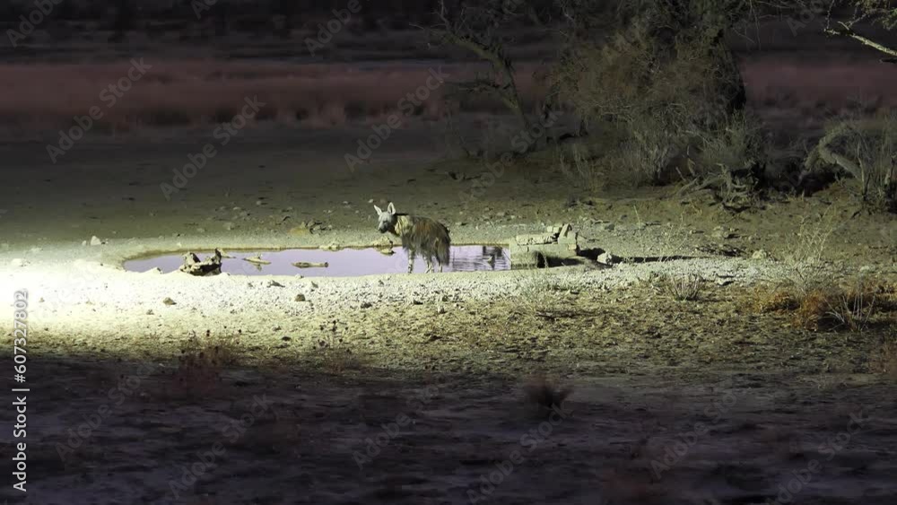 Cautious brown hyena drinks from waterhole at night, wide view