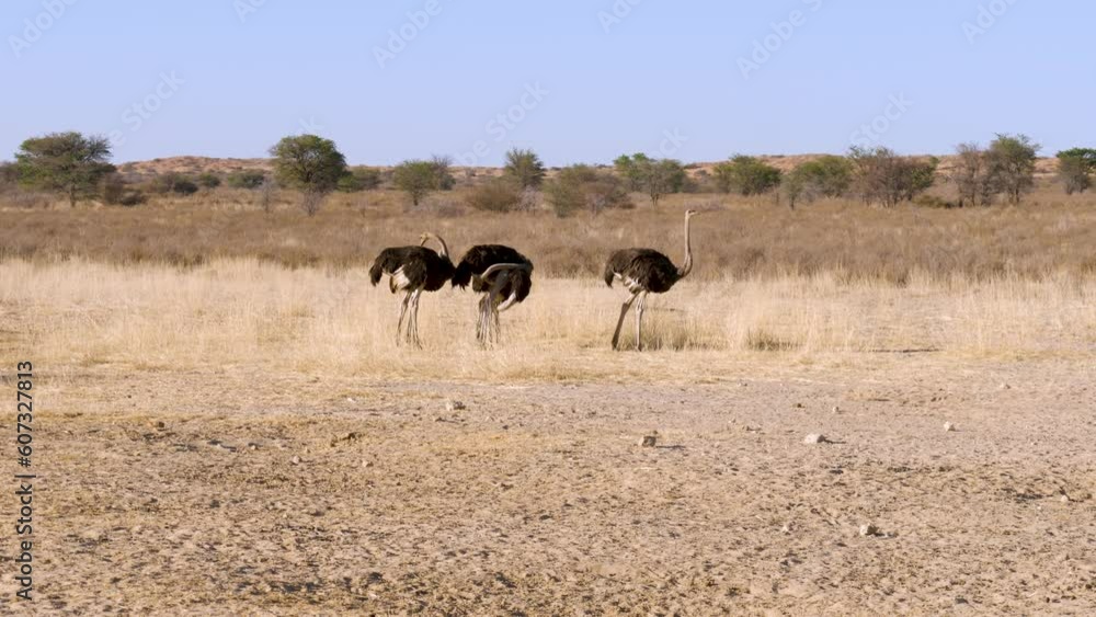 A small group of ostriches standing on a barren piece of savannah. Wide shot A small group of ostriches standing on a barren piece of savannah. Wide shot
