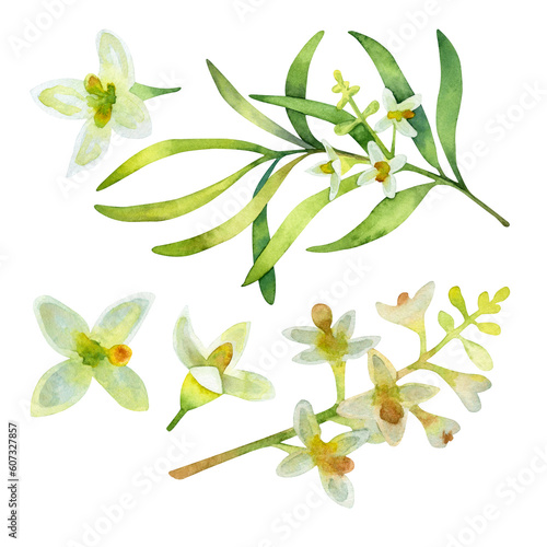 Watercolor set of olive flowers. Hand drawn floral illustration isolated on a white background.