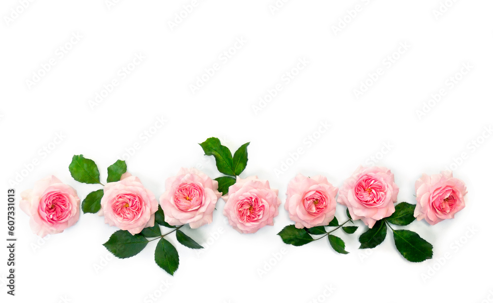 Pink flowers roses on a white background with space for text. Top view, flat lay