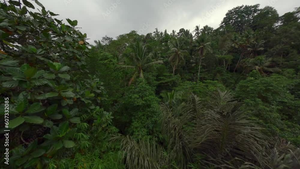 Aerial view natural greenery vegetation rainforest jungle coconut palm tree exotic plant dense foliage at south. FPV sport drone shot forest trunk tropical leaves Asian flora environment cloudy sky 4k Aerial view natural greenery vegetation rainforest jungle coconut palm tree exotic plant dense foliage at south. FPV sport drone shot forest trunk tropical leaves Asian flora environment cloudy sky 4k