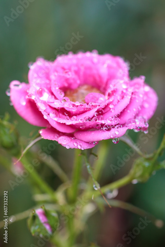 バラの花と水滴 マクロイメージ