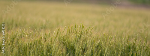 収穫前の麦畑