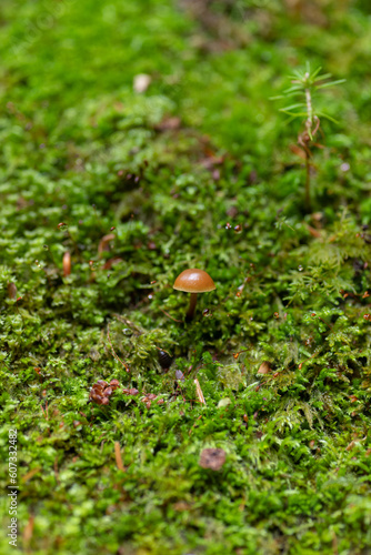 苔の上に生えたキノコ