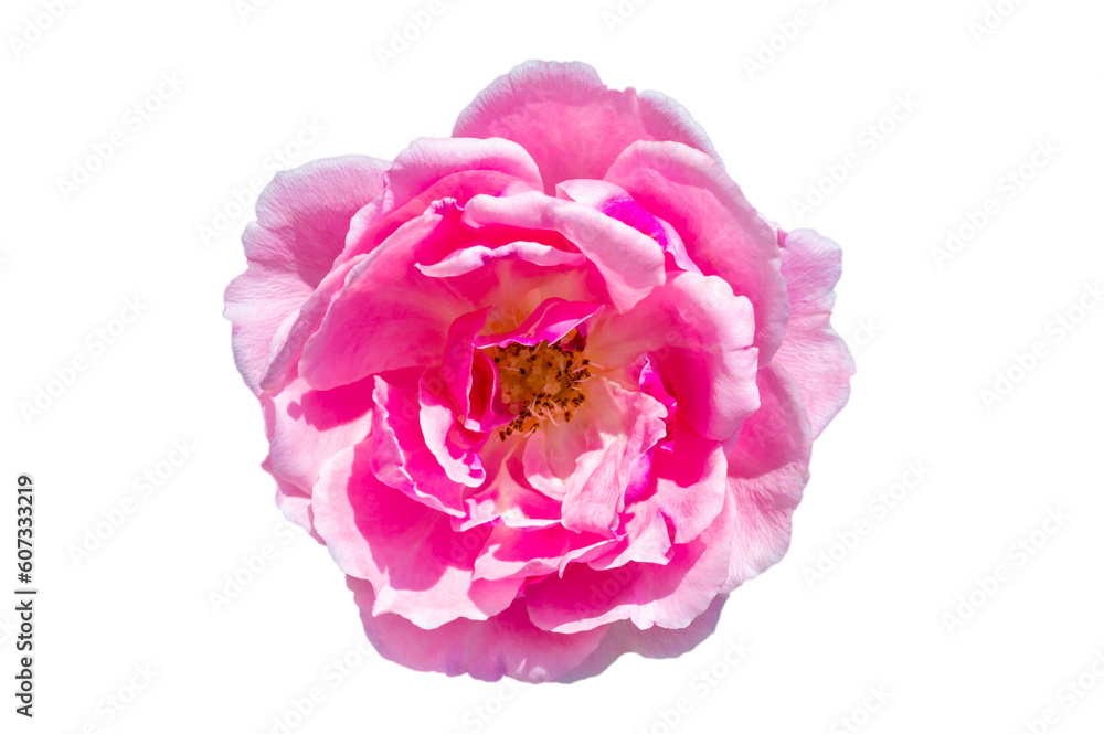 pink rose Isolated on transparent background PNG file pink rose Isolated on transparent background PNG file