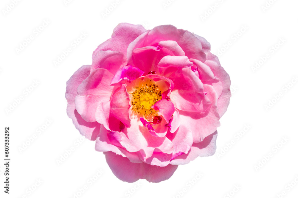 pink rose Isolated on transparent background PNG file pink rose Isolated on transparent background PNG file