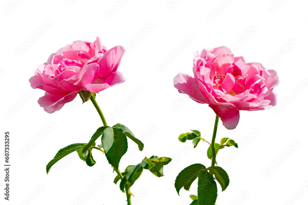 Fototapeta premium pink rose Isolated on transparent background PNG file
