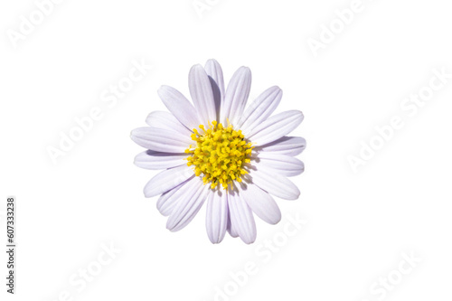 White daisy flower. Isolate on transparent background PNG file © sarayut_sy
