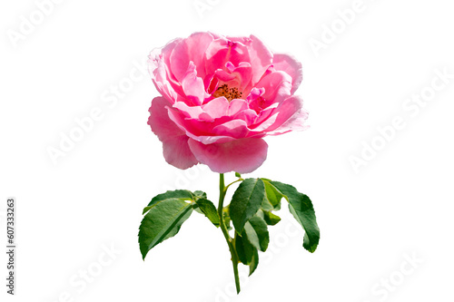 pink rose Isolated on transparent background PNG file