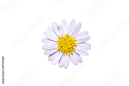 White daisy flower. Isolate on transparent background PNG file