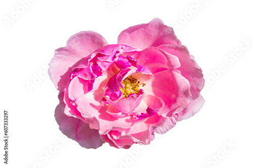 pink rose Isolated on transparent background PNG file