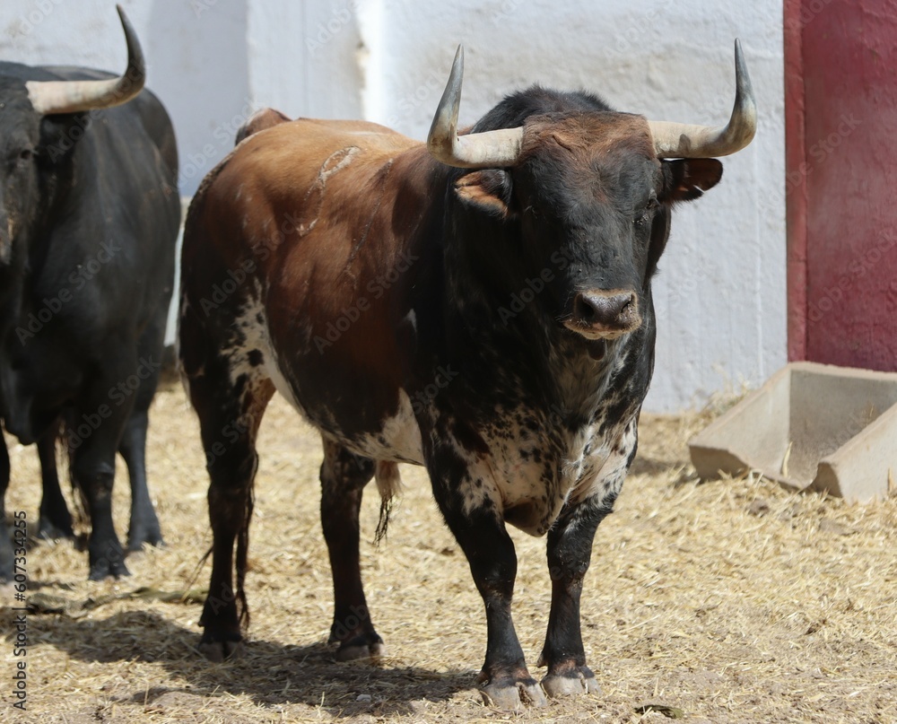 bull spanish with big horns in the corrals bull spanish with big horns in the corrals