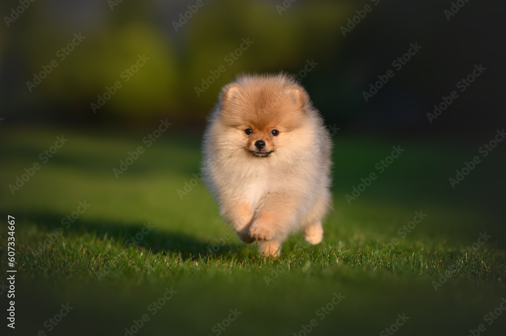 adorable pomeranian spitz puppy running outdoors on grass in summer