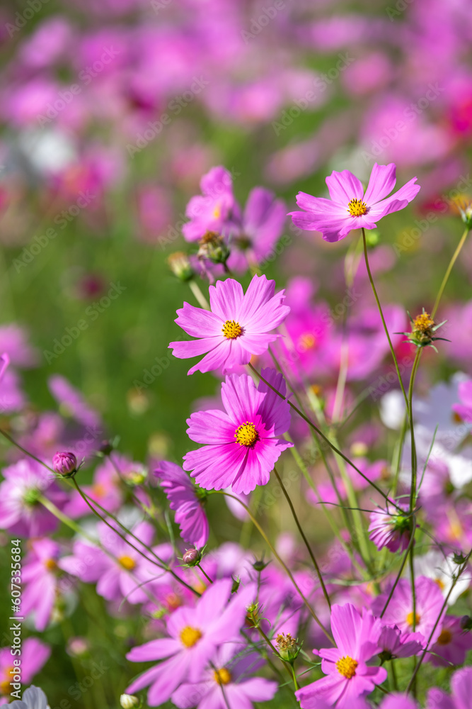 コスモスの花　秋のイメージ
