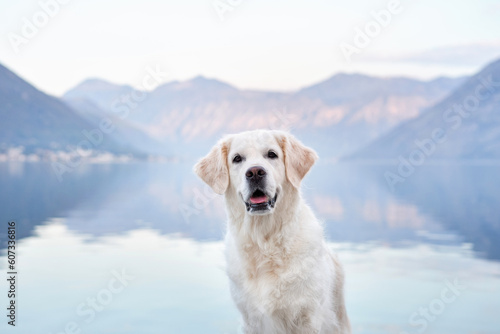 portrait of a dog in nature. Golden retriever on the background of mountains and the sea. Travel with pet 