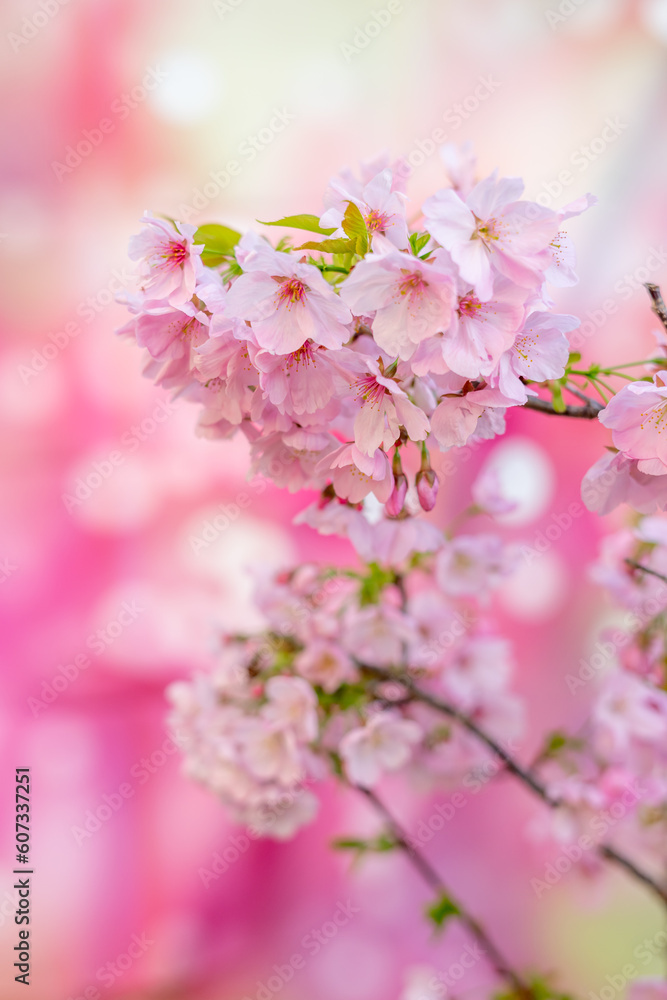 桜の花　春の和風イメージ