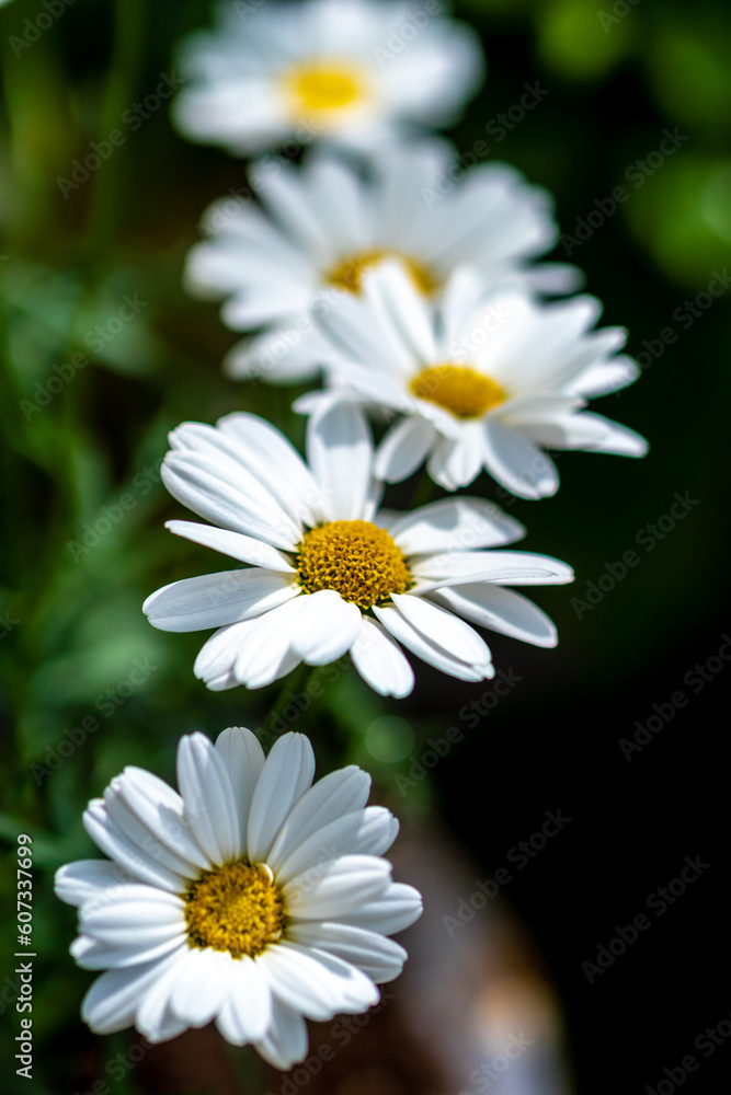 Obraz premium マーガレットの花 春の季節のイメージ