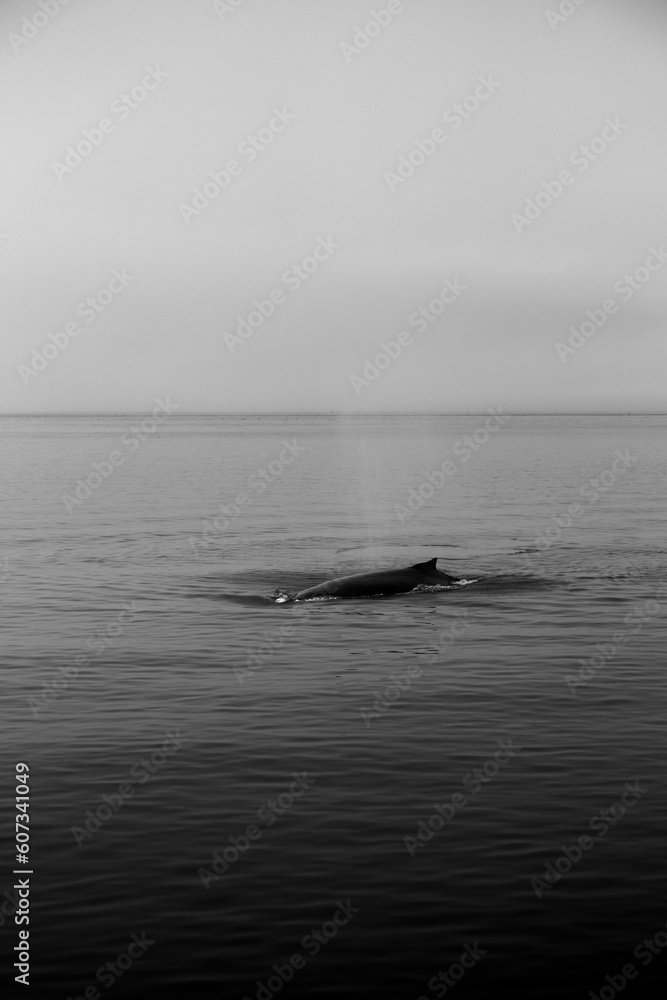 Humpback Whale on the ocean, black and white