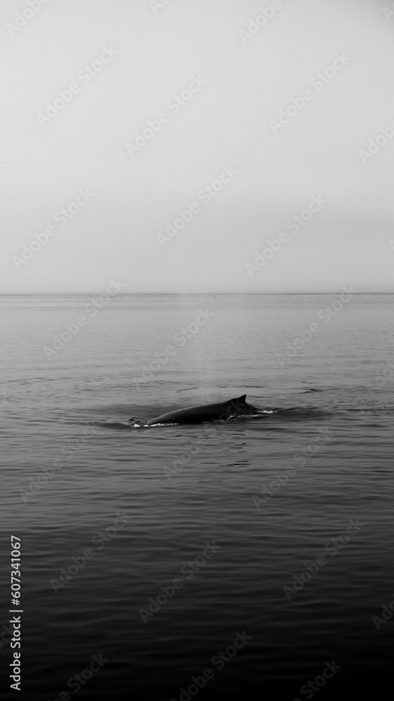 Fototapeta premium Humpback Whale on the ocean, black and white