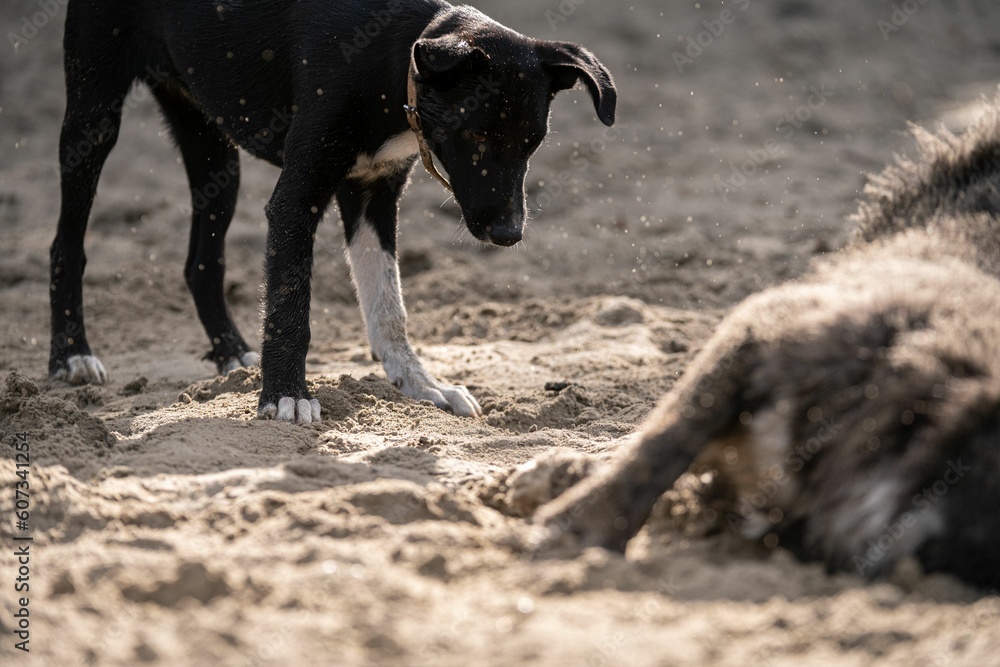 Romanian homeless stray dogs on a sandy field during a sunny day Romanian homeless stray dogs on a sandy field during a sunny day