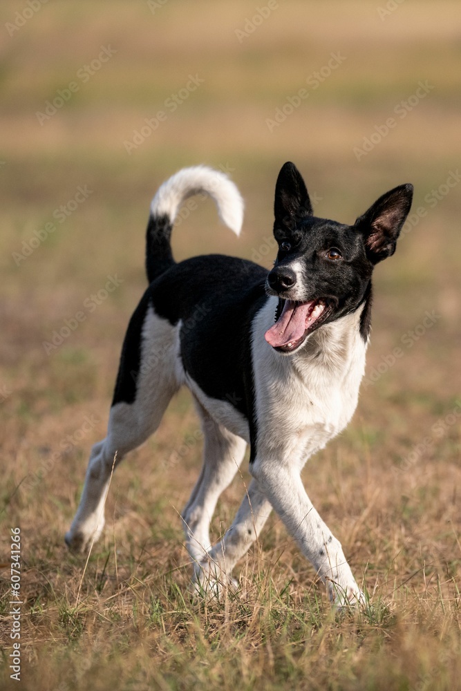 Romanian homeless stray dog running on an autumnal field Romanian homeless stray dog running on an autumnal field