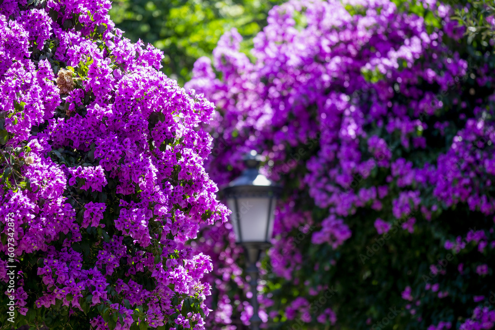 Obraz premium Bougainvilliers dans un parc