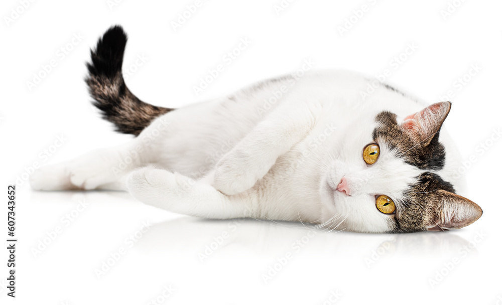adult white spotted cat lies on its side and looks at the camera on a white isolated background - obrazy, fototapety, plakaty 