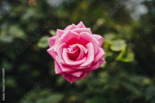 Closeup shot of pink rose in Singapore, Gardens by The Bay