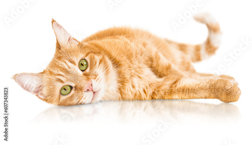 ginger cat lies on its side and looks at the camera on a white isolated background