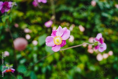 Closeup shot of pink windflowers