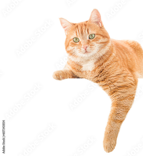 ginger cat lies on the banner. isolated on white background