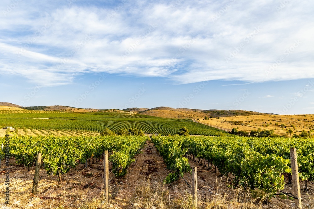 Scenic view of an evergreen vineyard on the Croatian coast against a blue sky