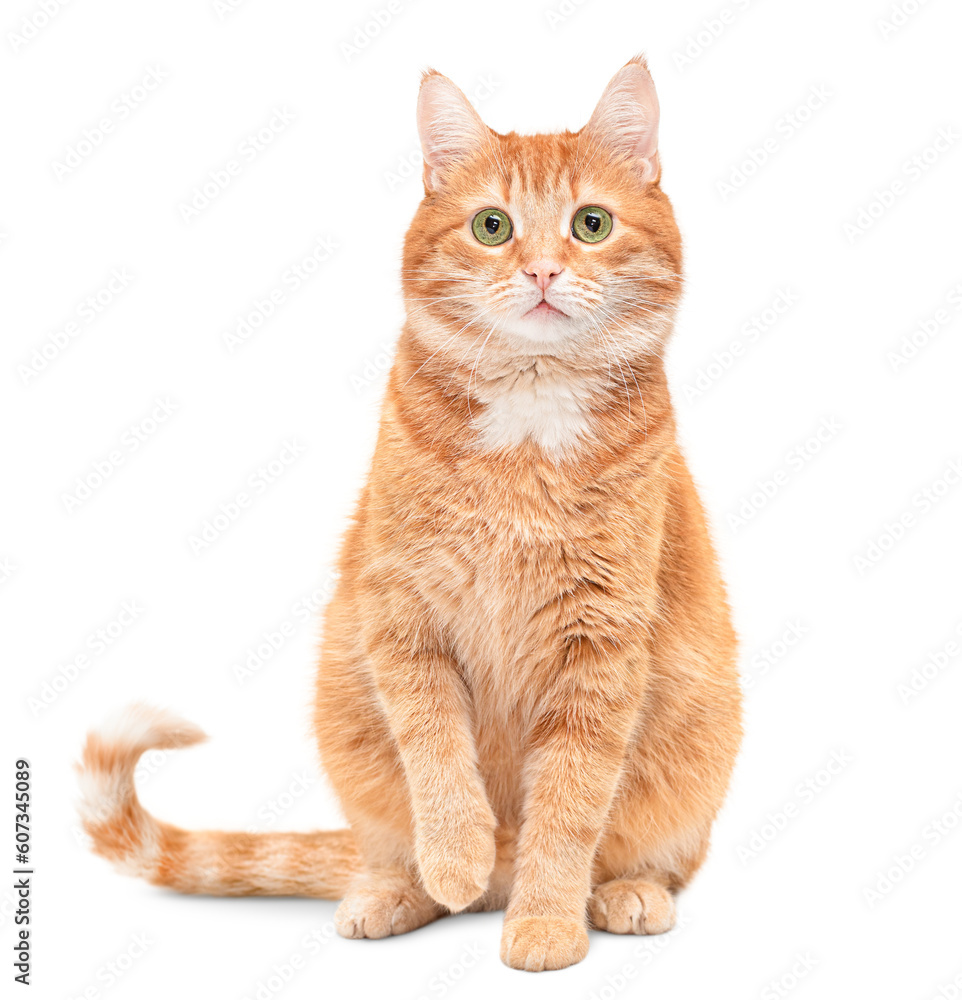 ginger cat sits with one front paw raised and looks at the camera on a white isolated background ginger cat sits with one front paw raised and looks at the camera on a white isolated background