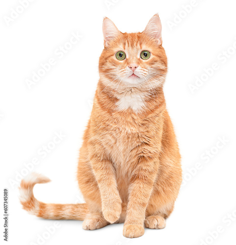 ginger cat sits with one front paw raised and looks at the camera on a white isolated background