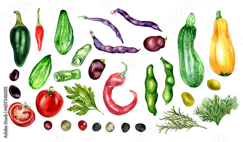 Set of tomato, cucumber, hot peppers and beans watercolor illustration isolated on white. Jalapeno, squash, zucchini, tabasco, parsley, rosemary hand drawn. Elements for menu, cookbook, package