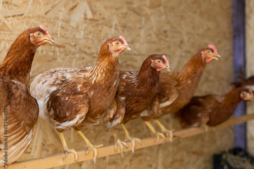 brown hens in chicken coop
