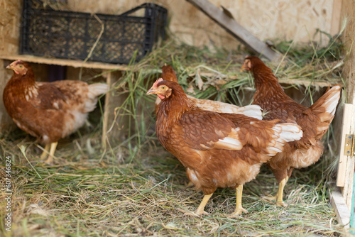 brown hens in chicken coop