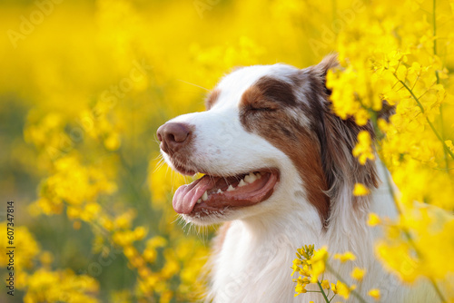 happy australian shepherd dog in summer yellow rape field with blue sky sundown landscape