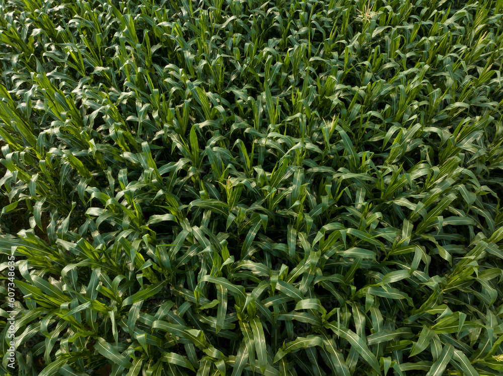 Green maize crop growing at farm Green maize crop growing at farm