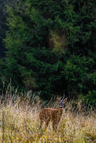 Vertical shot of deer standing between the long herbs in the Swedish forest against blur background