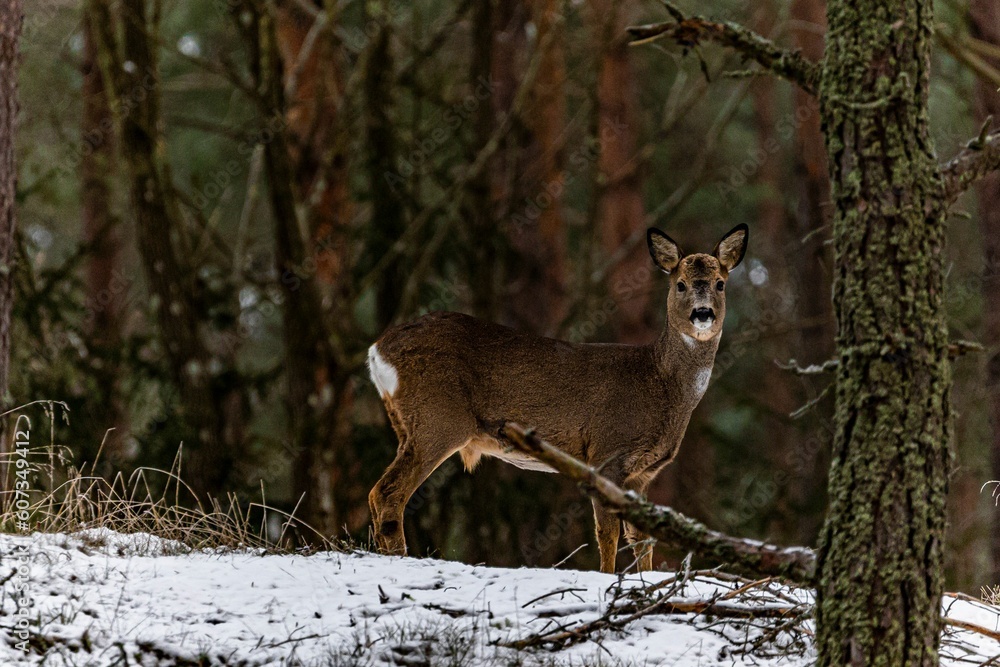 Naklejka premium Single deer standing on snowy ground in the Swedish forest